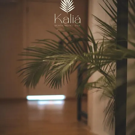 Kalia * Σιντέ